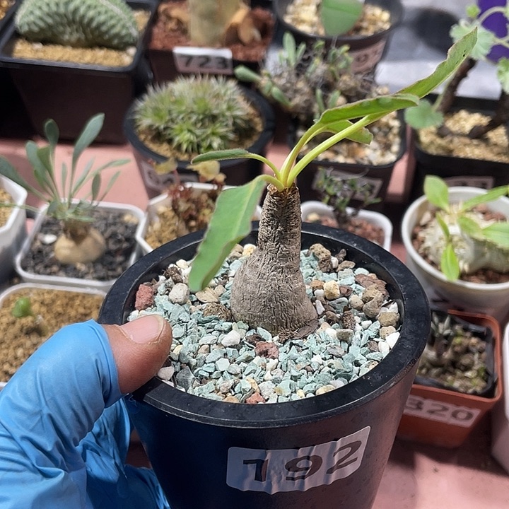 192产地土拨鼠大戟
