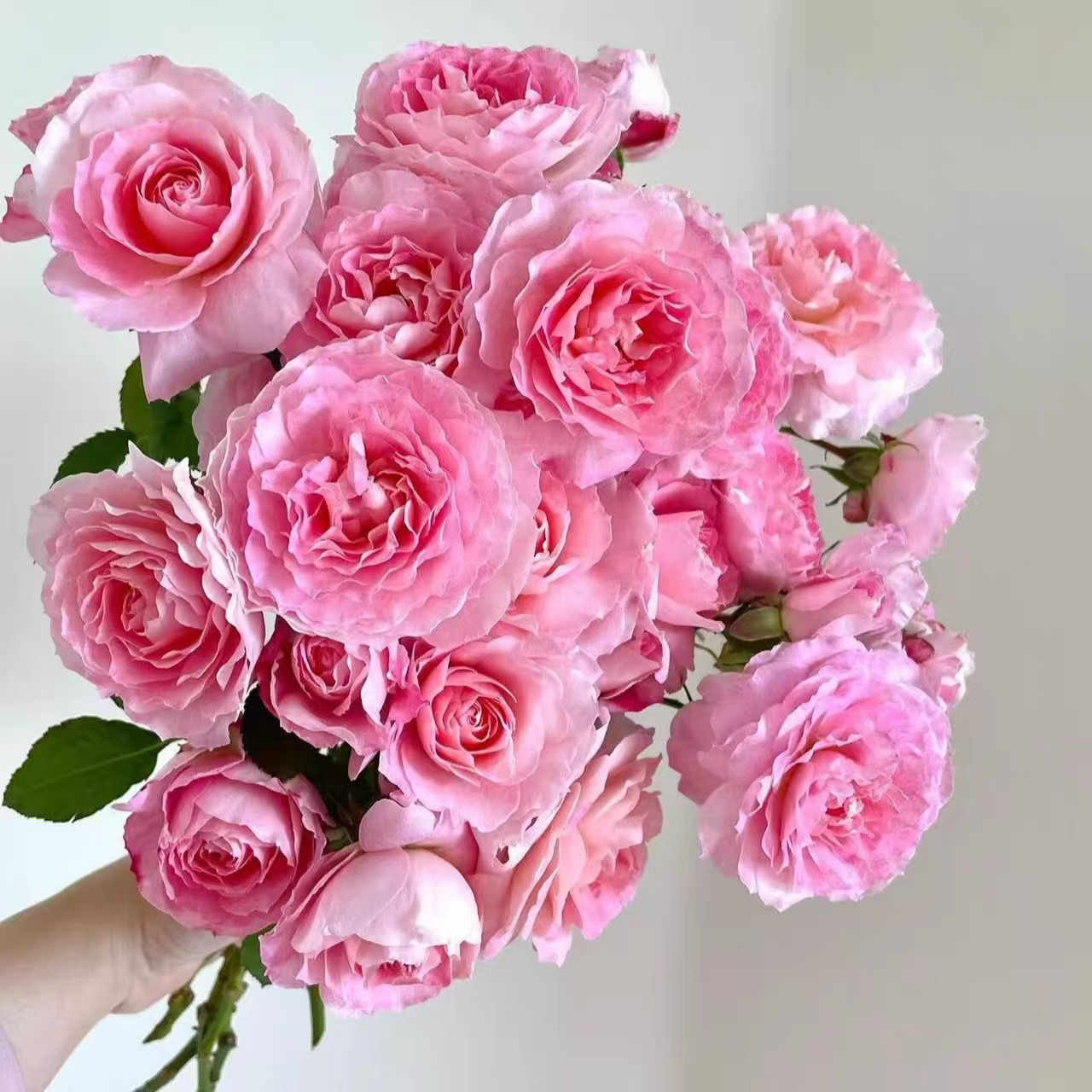 新品【藤本海神王】爬藤月季大花浓香直立勤花多季节开花爬墙围栏