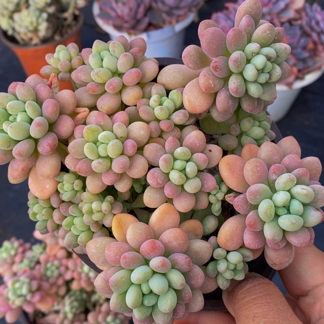 洛可可120杯一盆