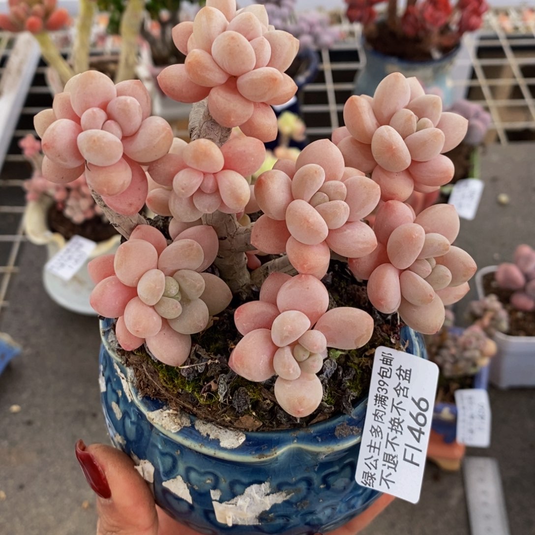 鱼子酱466/10cm多肉