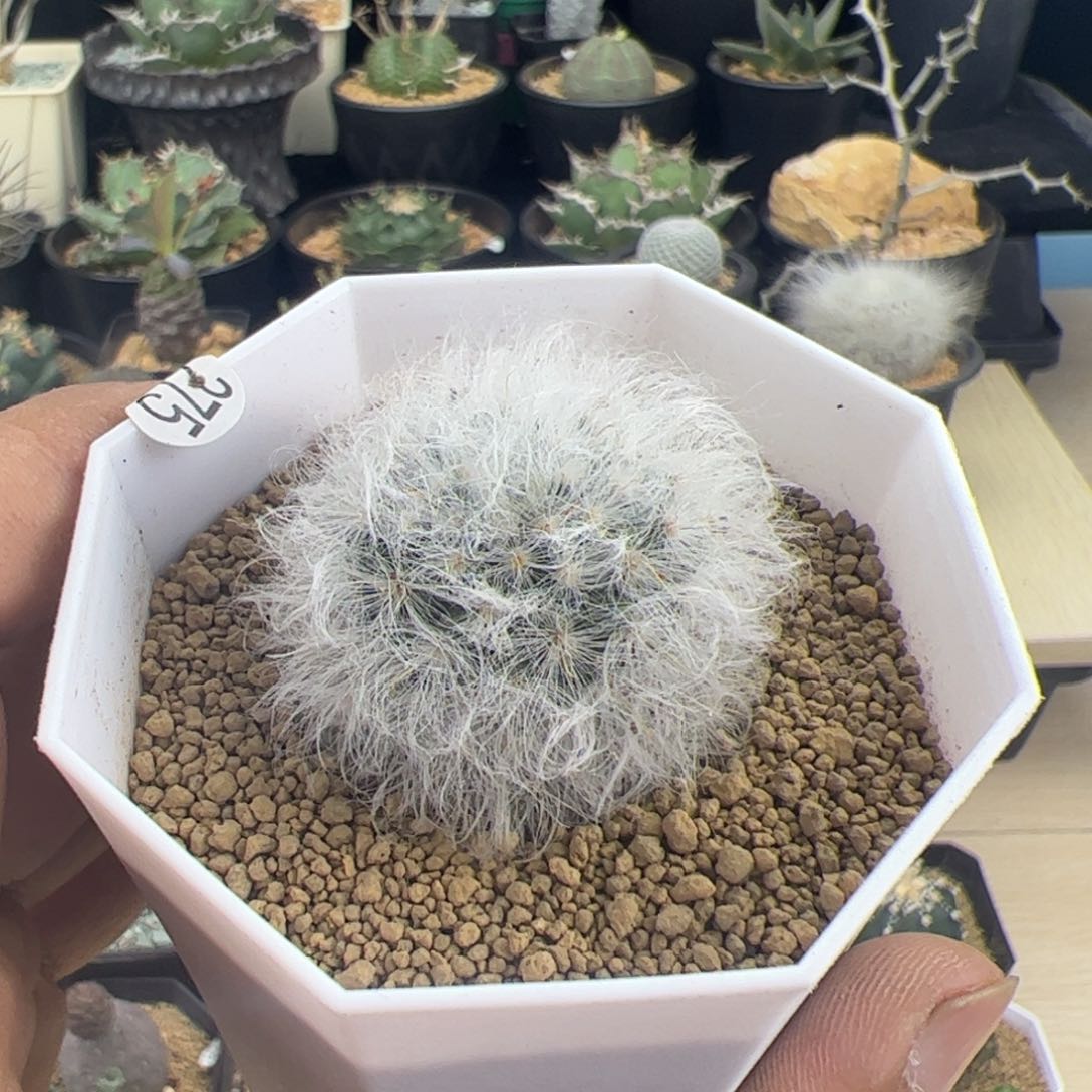 白云高沙一物一拍默认脱土发