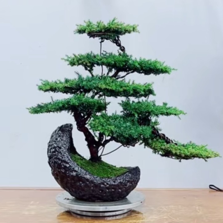 精品老桩S弯原生桩珍珠柏
