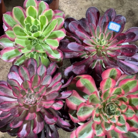 933多肉植物组合