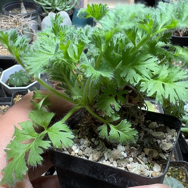 可***欣405羽叶洋葵带盆发货