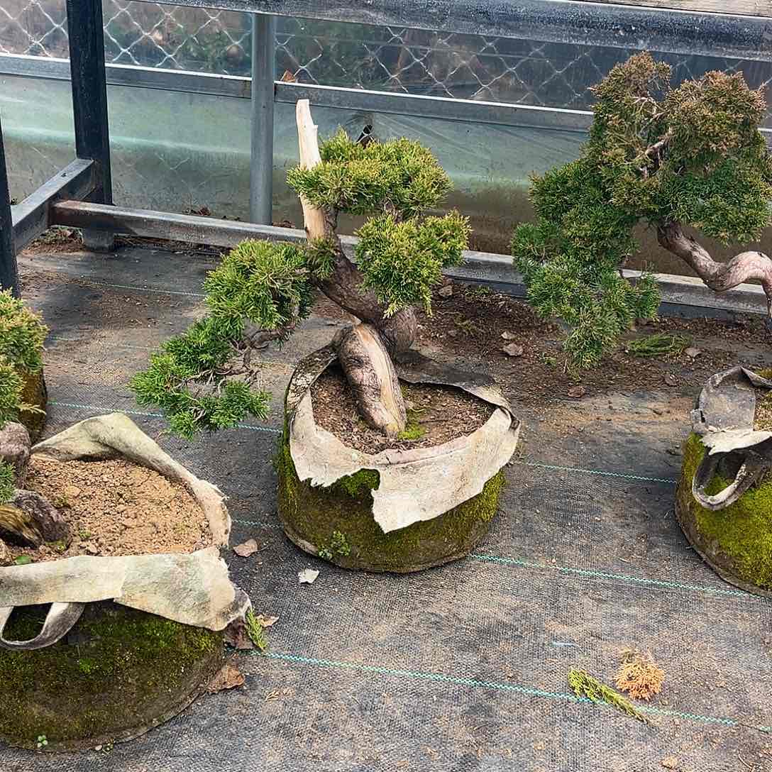 无花朵黑**球济州真柏