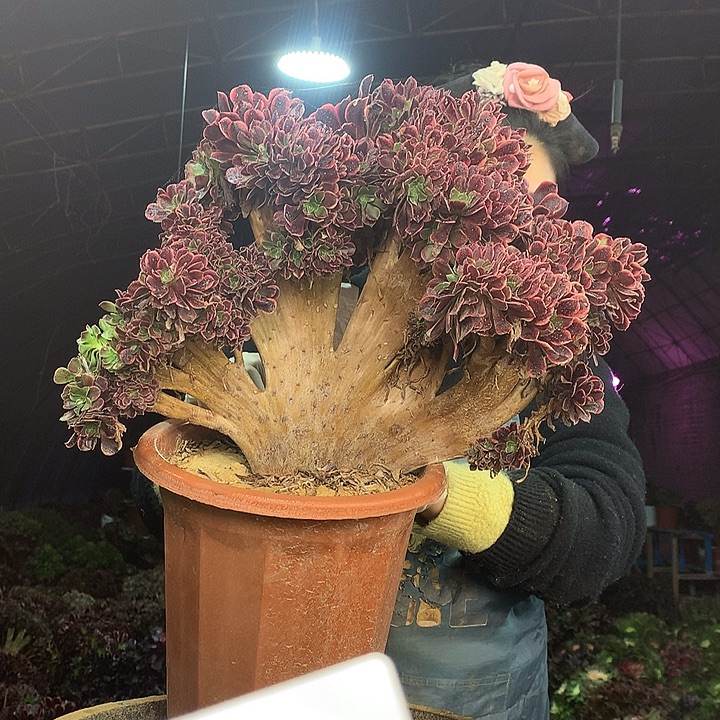 柒柒精品多肉脱土发货不包断侧枝S752