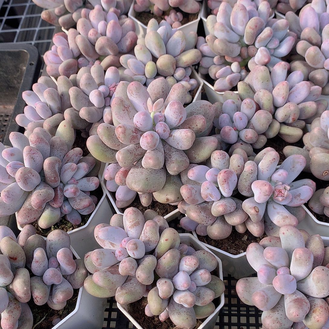 米可奶356778899900000