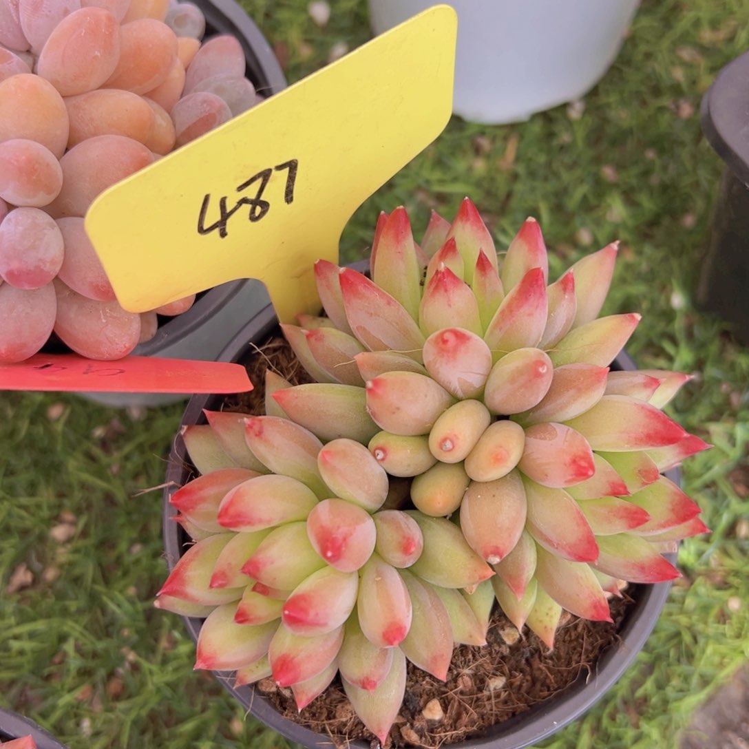 香玉的故事是一个人的故事吗