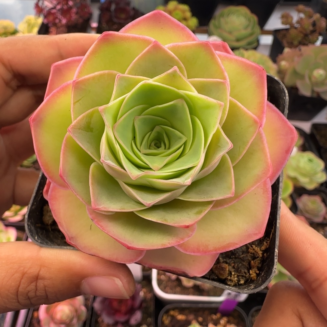 L83半城玫瑰浅影