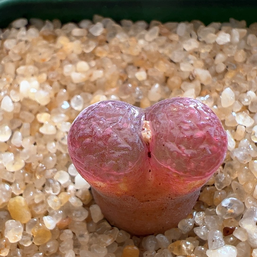 121。万赞福利。恩东