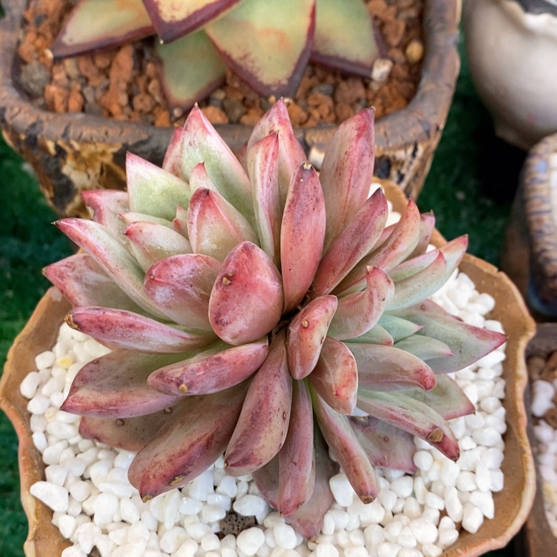 祖母绿多肉植物盆栽