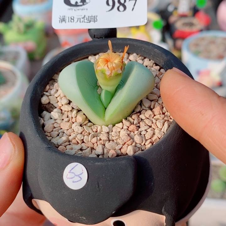 生石花花花花花花987