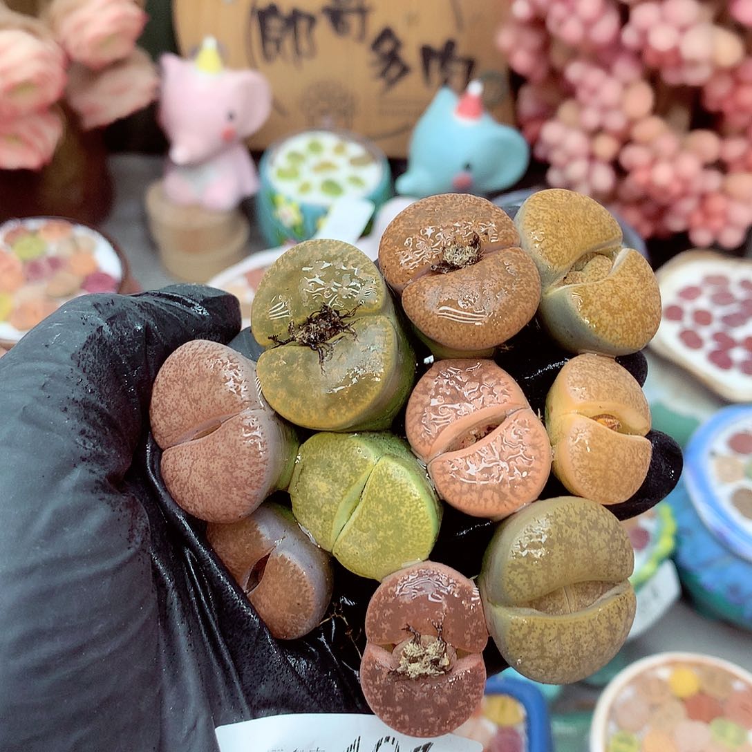 生石花满18包邮8-101