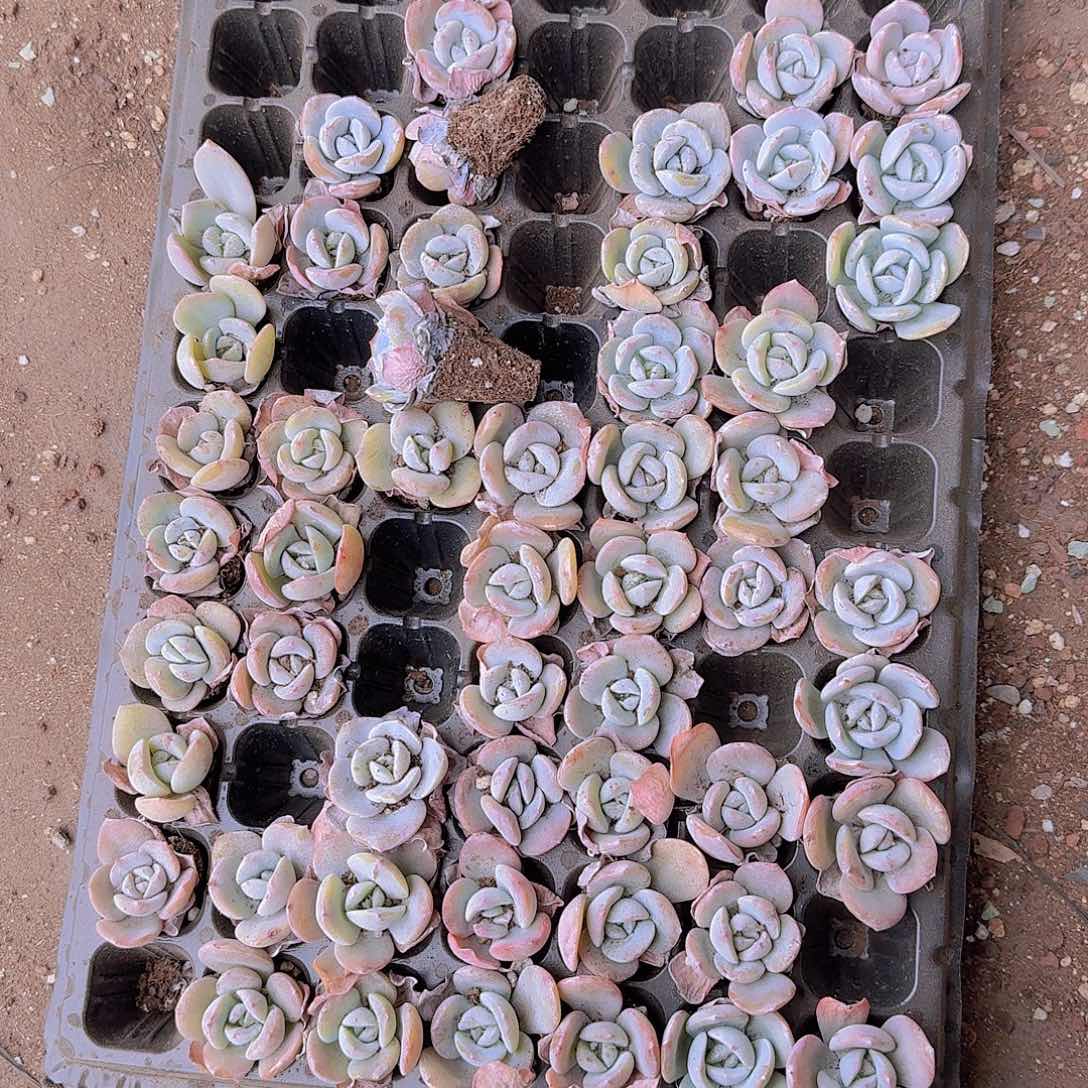 奶茶土球50颗带拖地