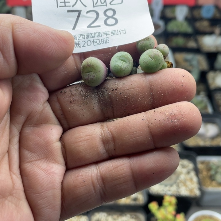 佳人园艺老周多肉上福利啦悟空728