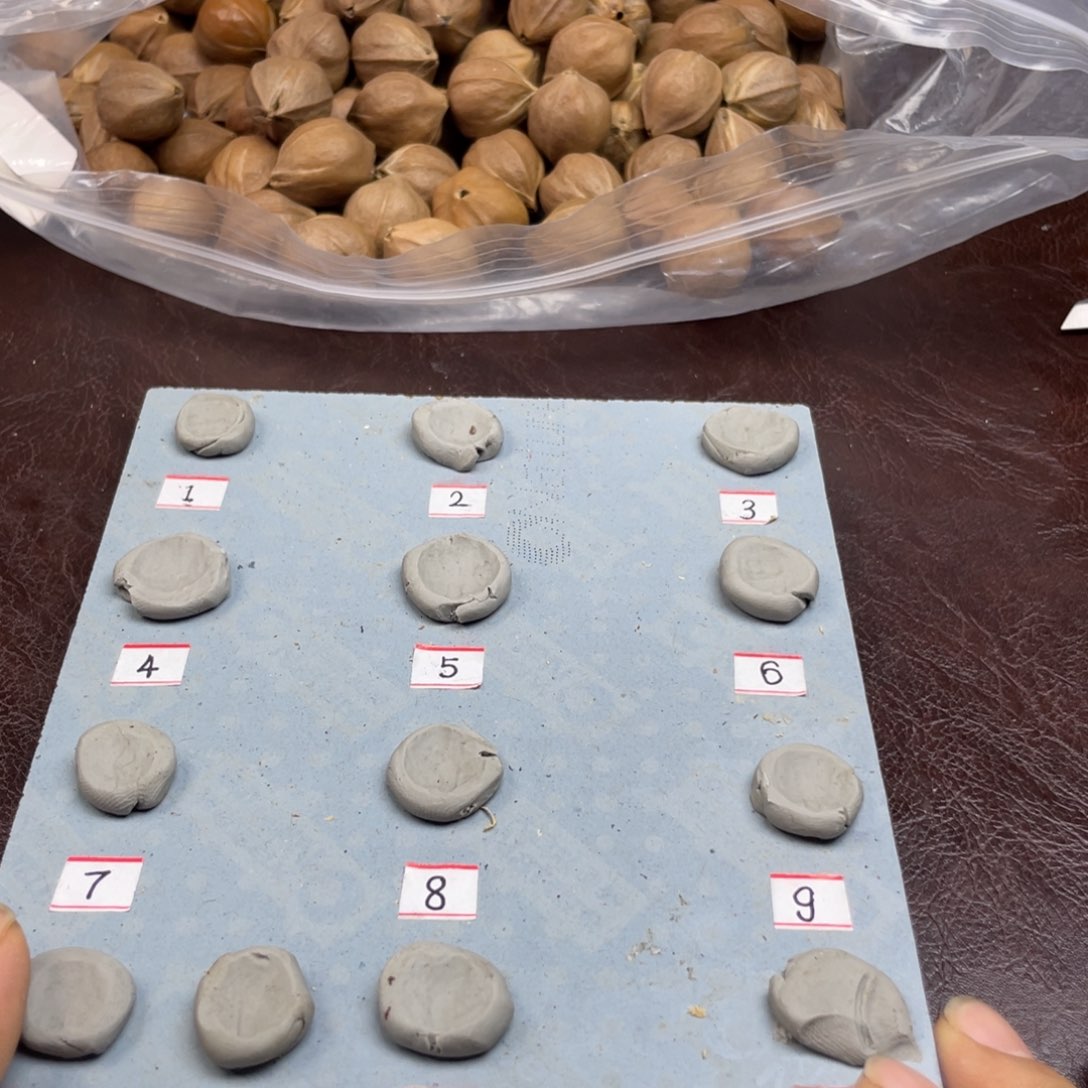 手串/手链橄榄核今****。22.27梅林铁核三卡