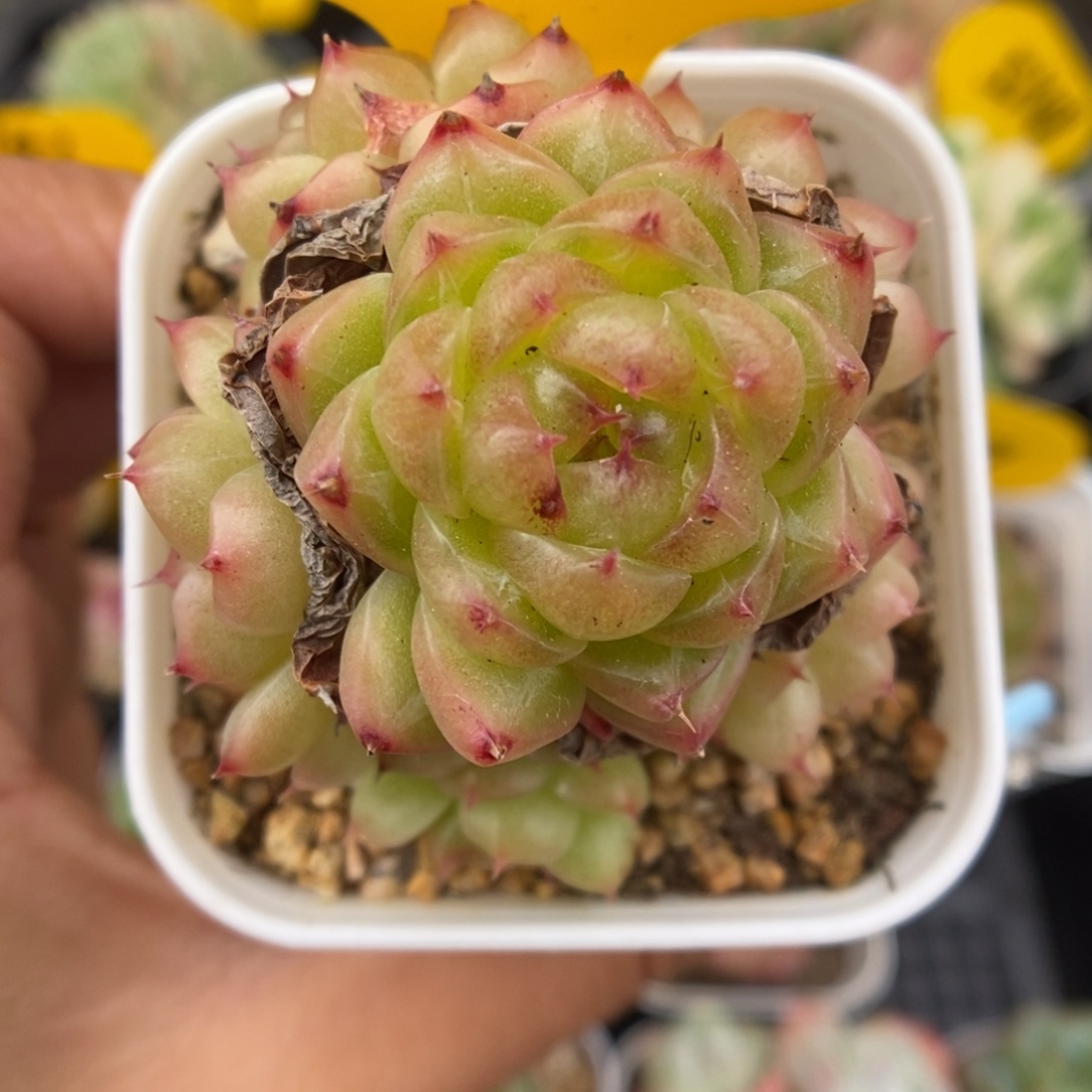 润玉珍妮群生691号