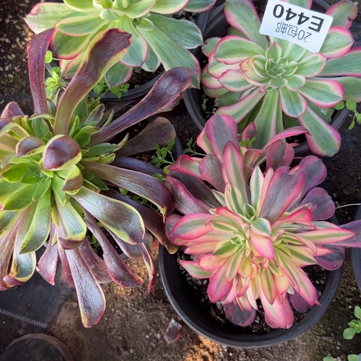 多肉植物440种植物