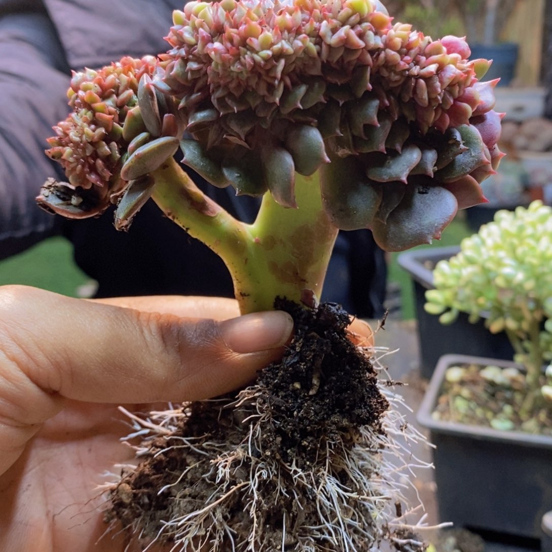 舍*64号大红袍缀多肉