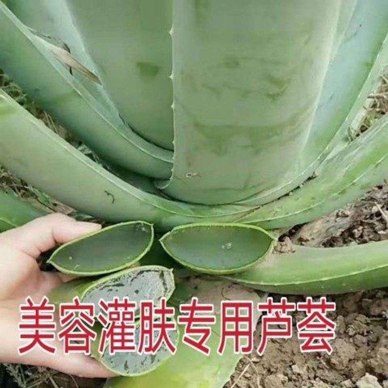 大棵30斤美容院库拉索芦荟美容专用芦荟灌肤食用芦荟盆栽鲜叶片