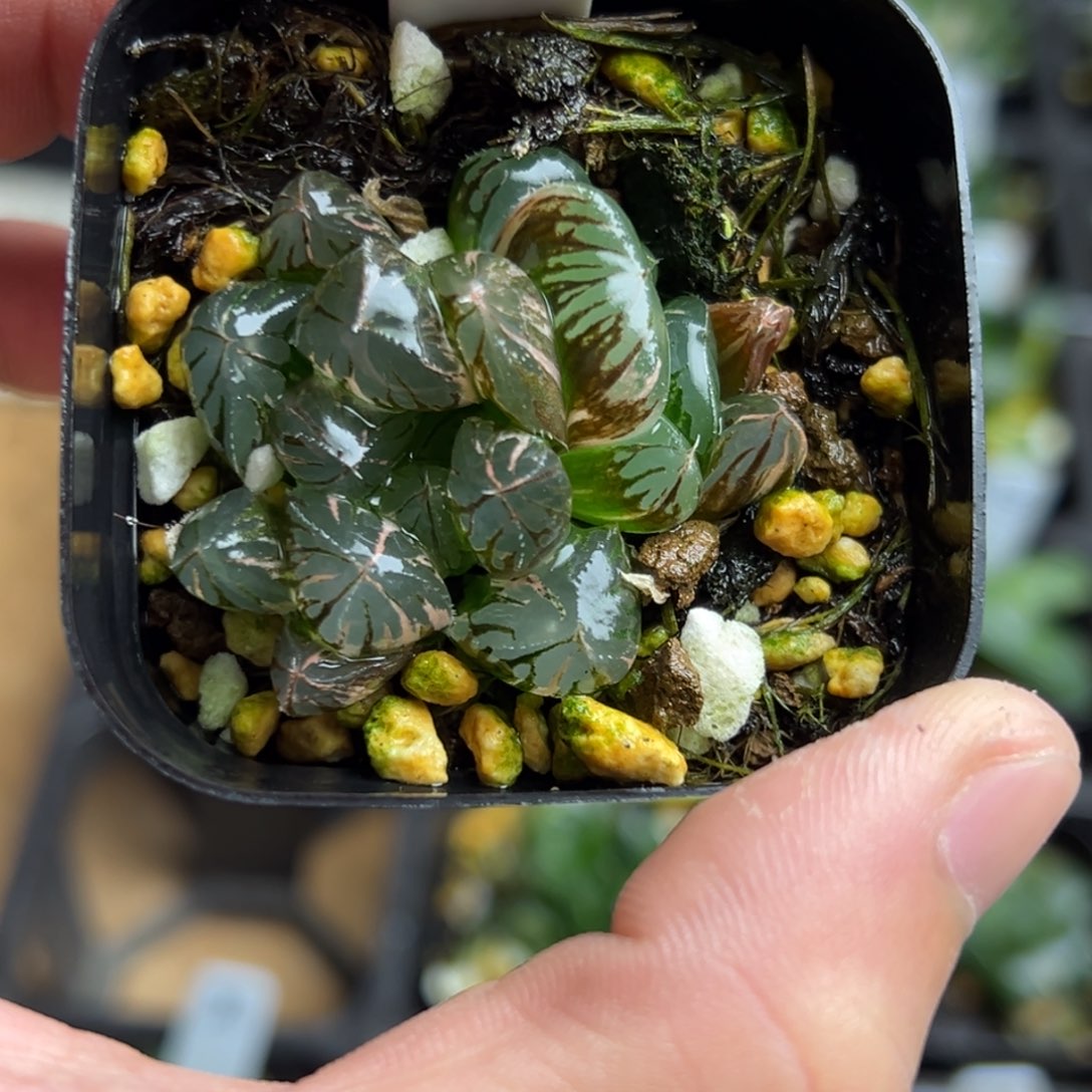 3水晶灯玉露锦一物一拍带盆带土