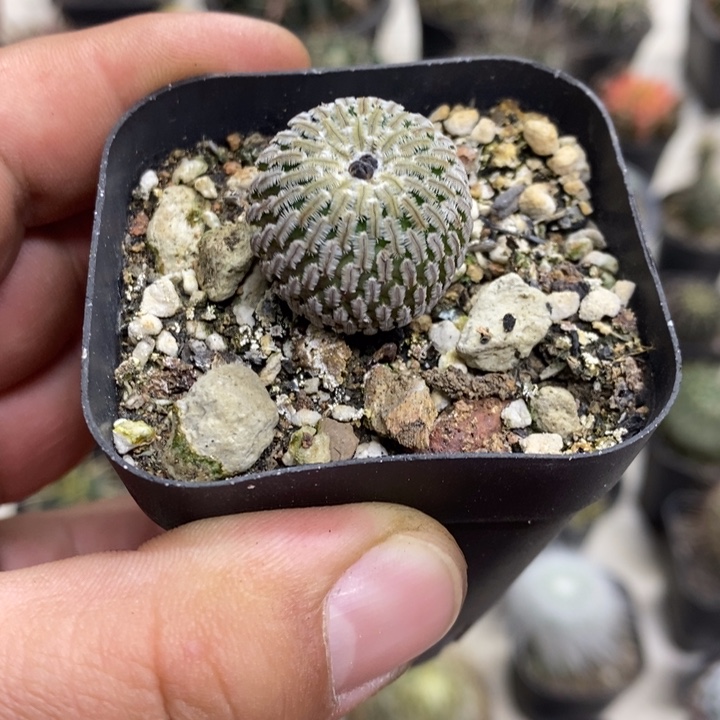 实生精巧殿特价福利