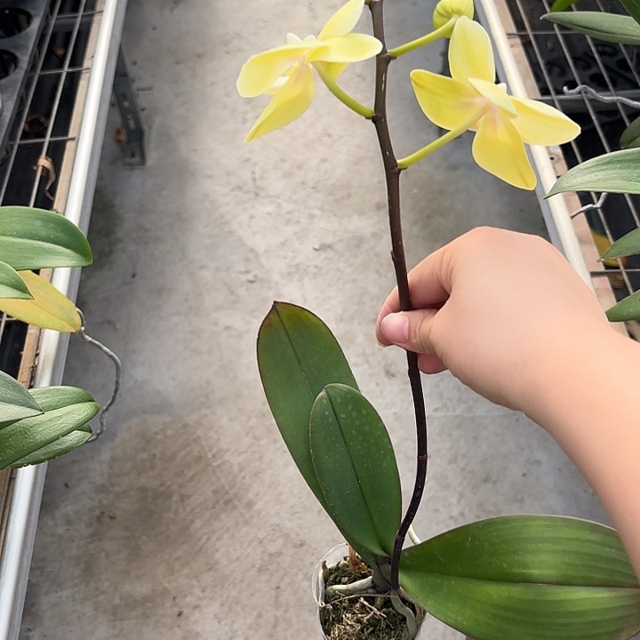 当前无花栽培后可以开花盲盒2.8消苞不售后