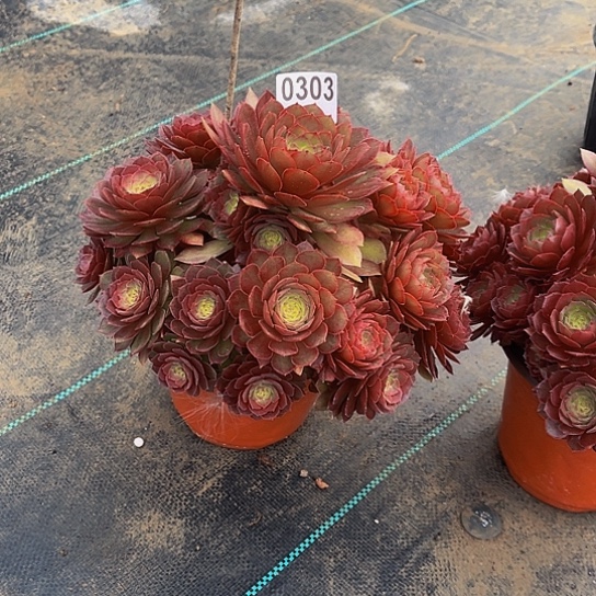 乐****r多肉植物一物一拍0303