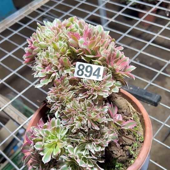 琳***儿多肉植物一个女巫894