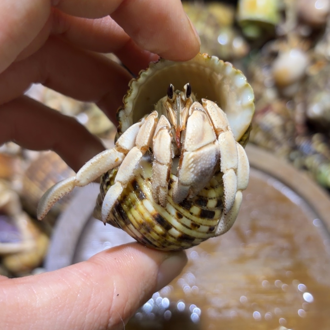 活体寄居蟹 不退不换 9