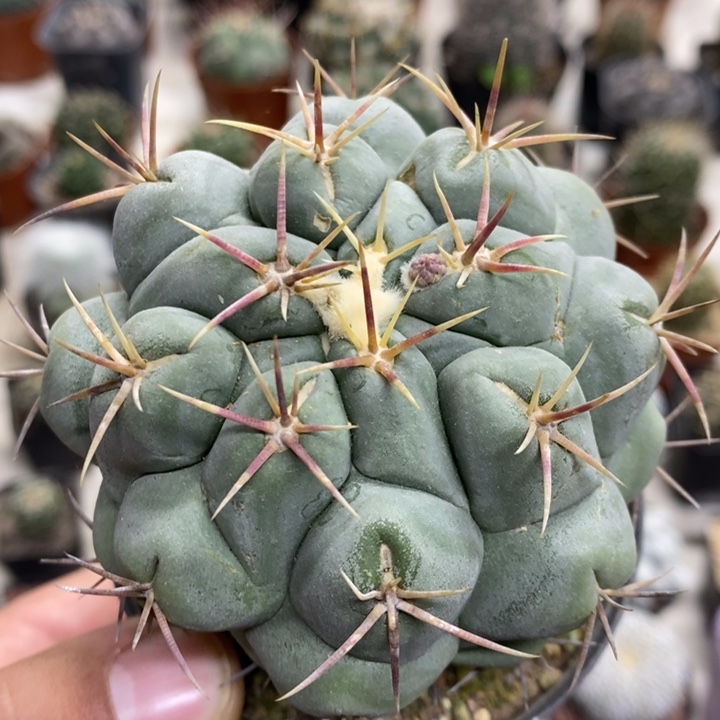实生大号天晃特价