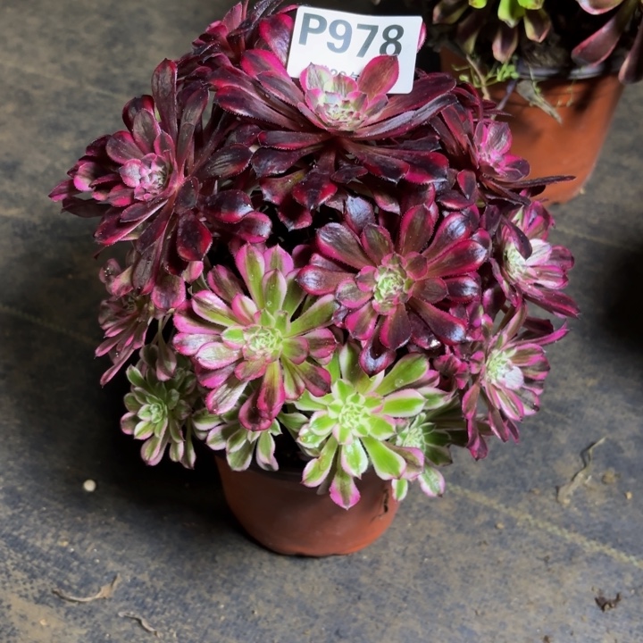 瑞妈，，，。。。978同花顺