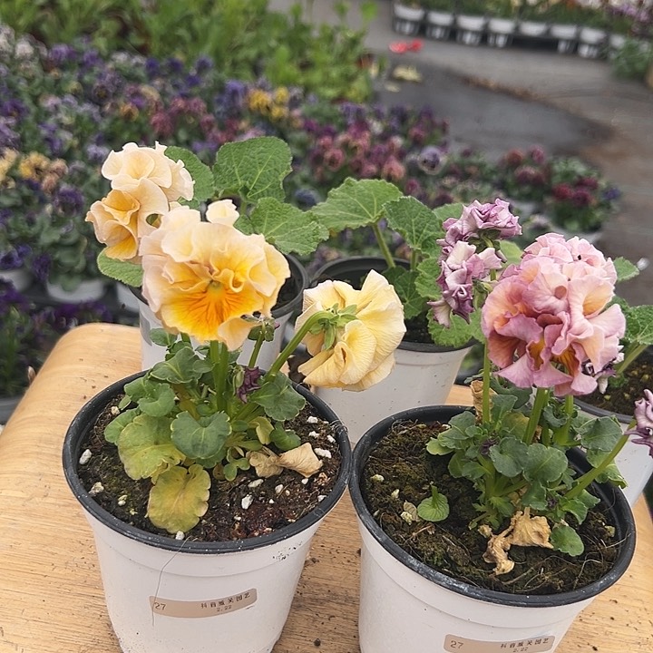 红陶抖音直播闪拍27