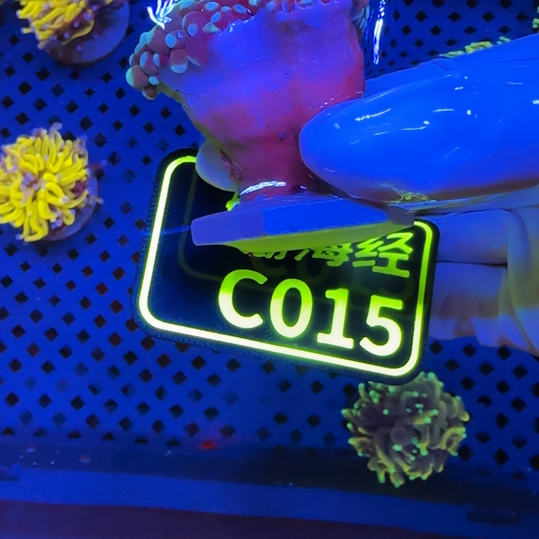 海***）纽扣珊瑚晓晓不包邮露骨马尼拉金火柴C015