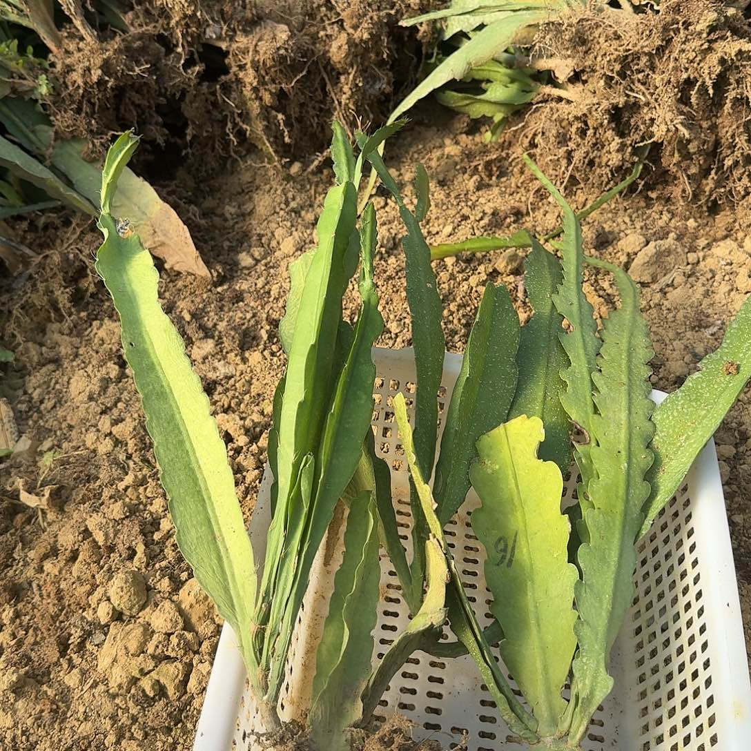 s***梅令箭荷花哈哈哈哈哈哈哈