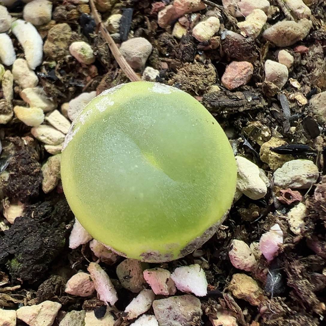 709拉登2606带盆土发货