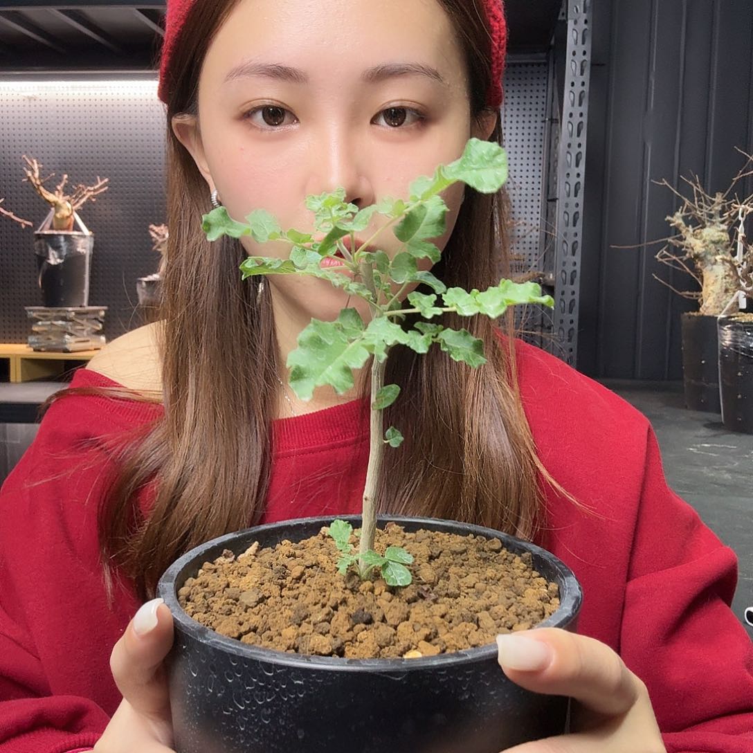 神圣（阿曼）乳香实生