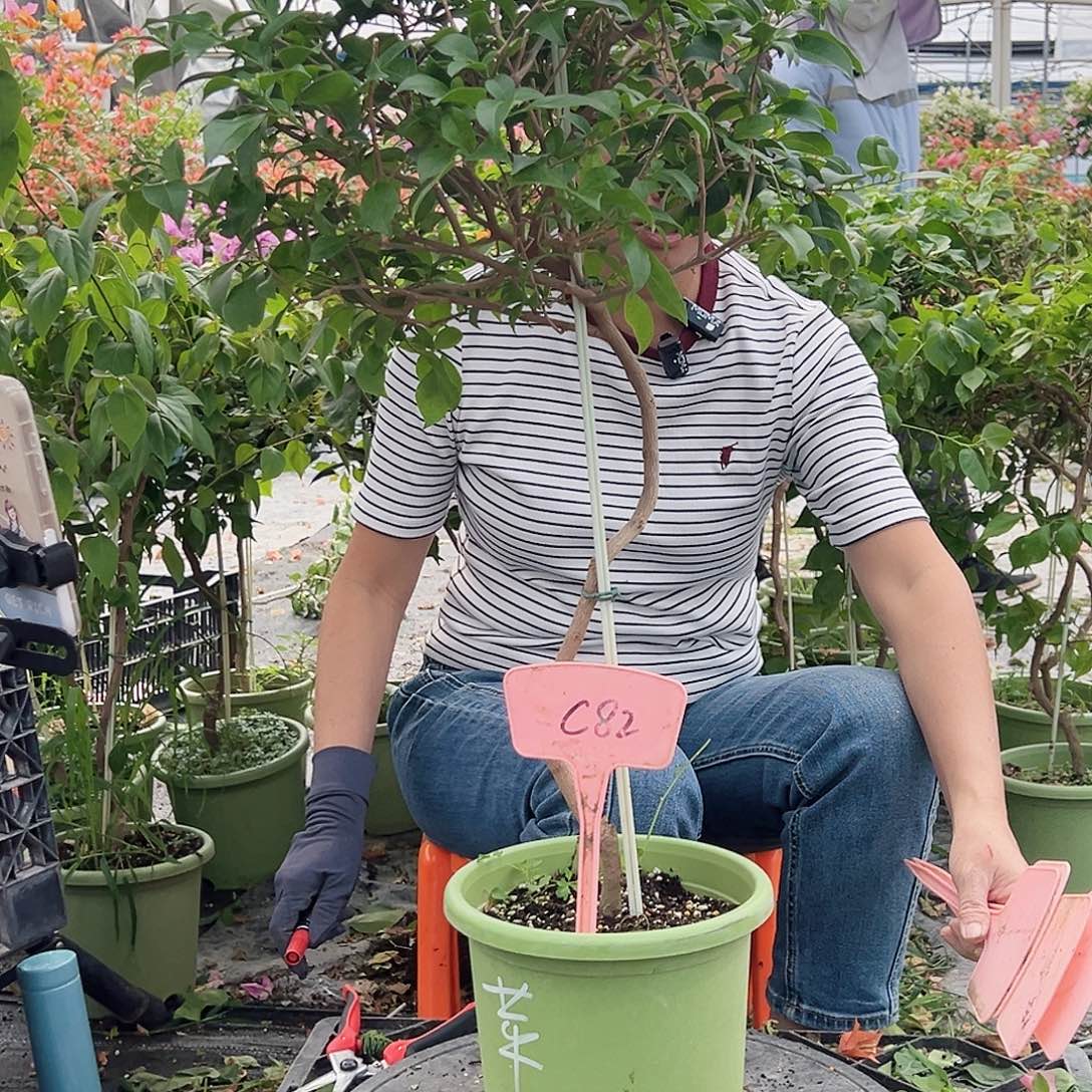 孔***雀大部分花苞少量开放C82苹果花