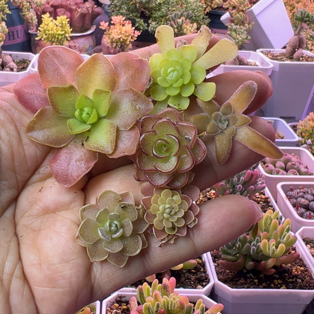 L***。多肉植物捕虫堇专拍