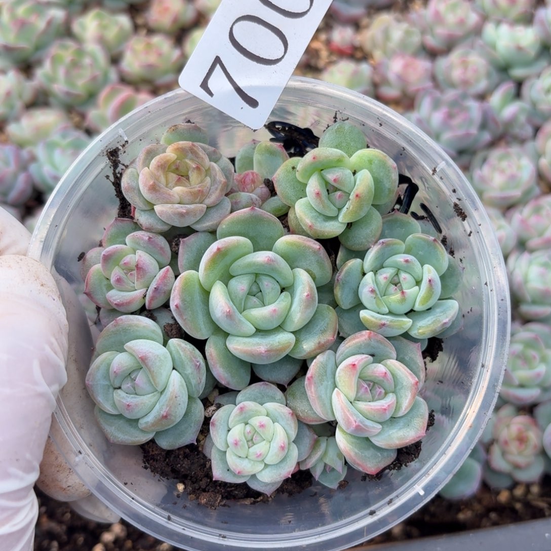 多肉植物多肉植物700