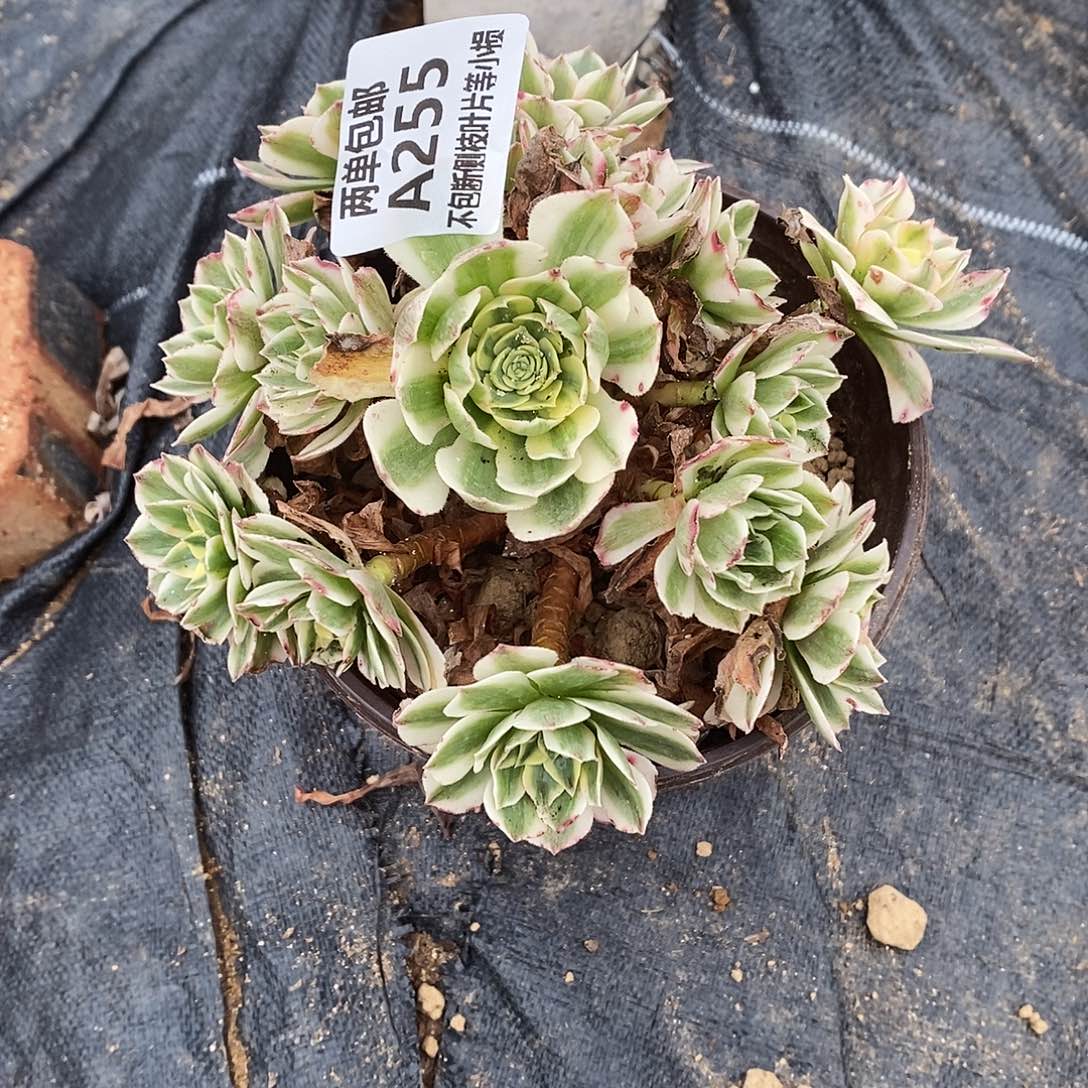 255伊丽莎白多肉法师锦