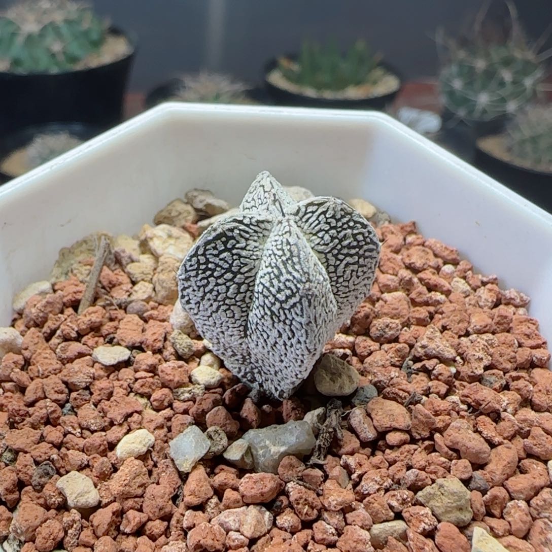 实生v字恩冢多肉