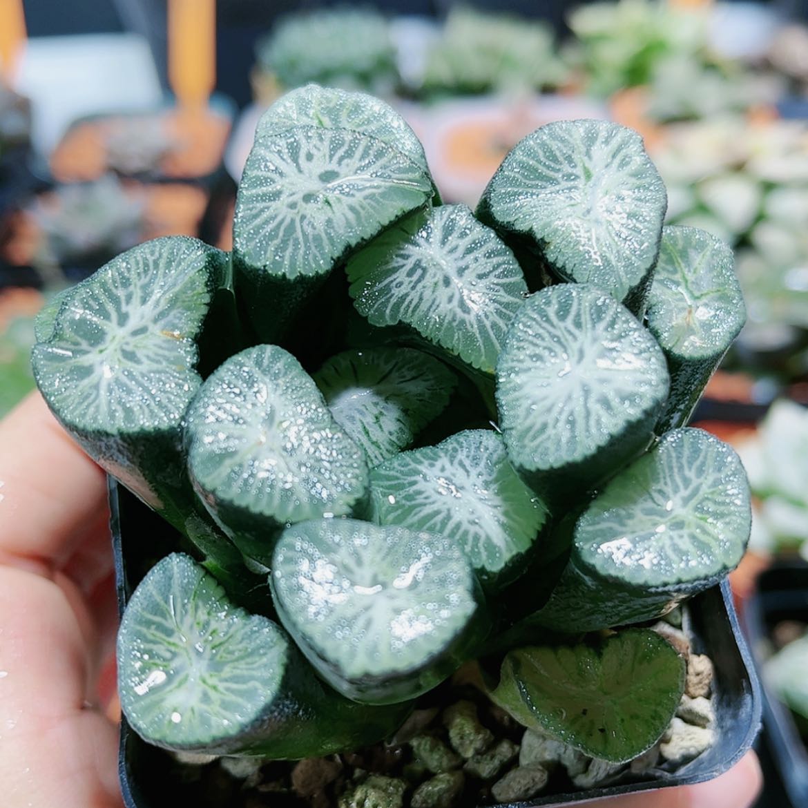 【闪购商品】白秒万象