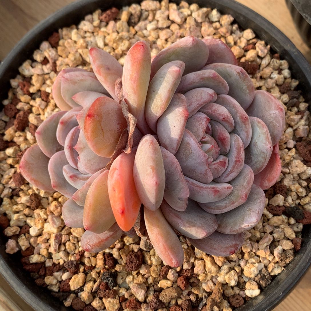 D1669逗号的多肉花园