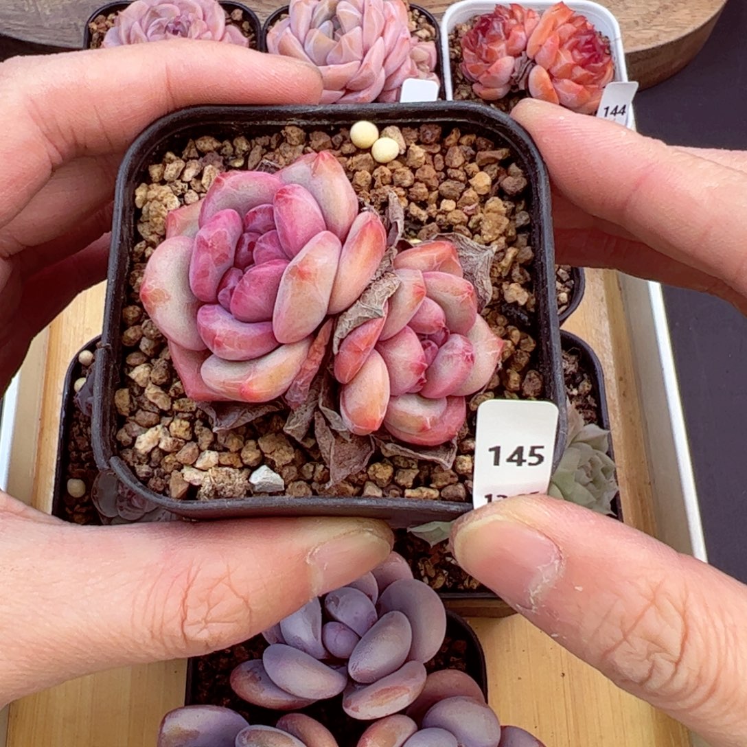 好好看145、哈哈哈哈