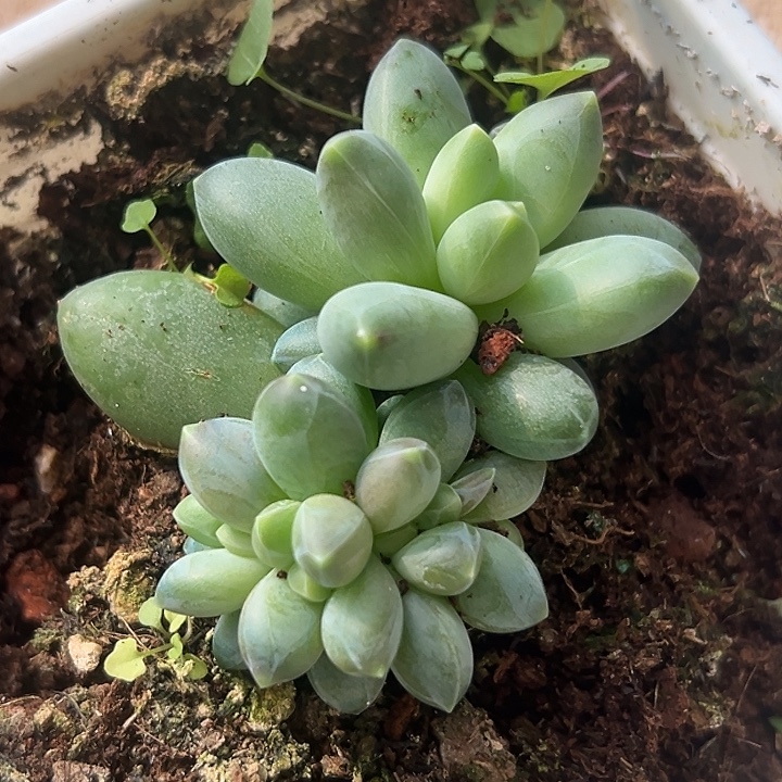 卡布奇诺缀化特价