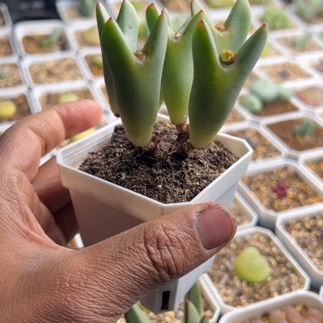 12.5皮卡丘多肉植物145