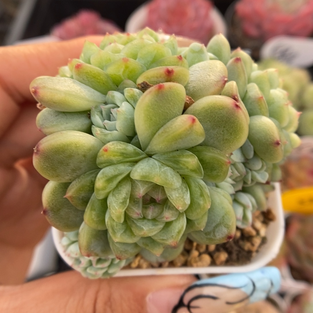 纸鸢群生带缀化5422号