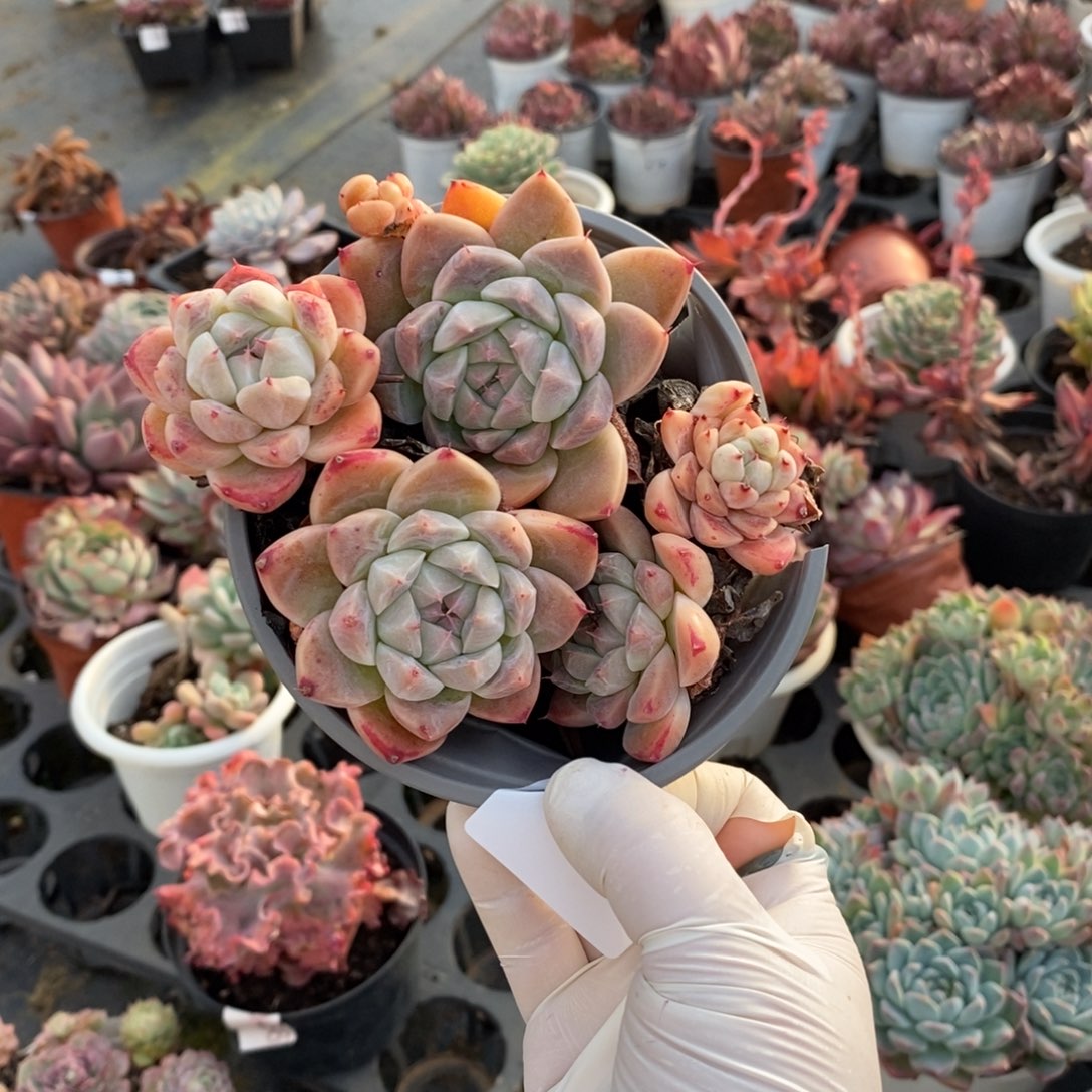 434望舒老桩一物一拍