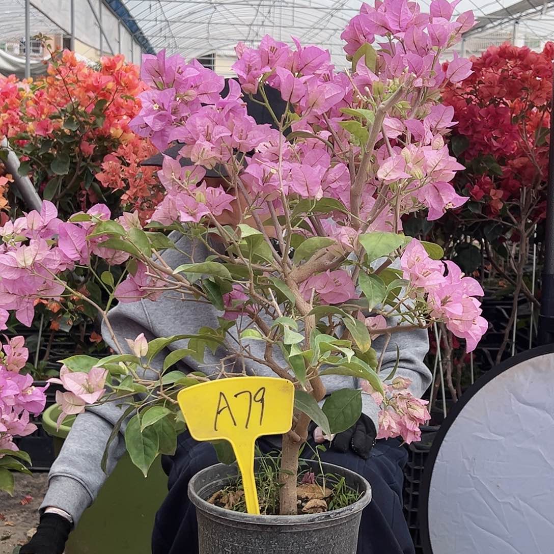 岁***✧大部分花苞少量开放A79赛佛理